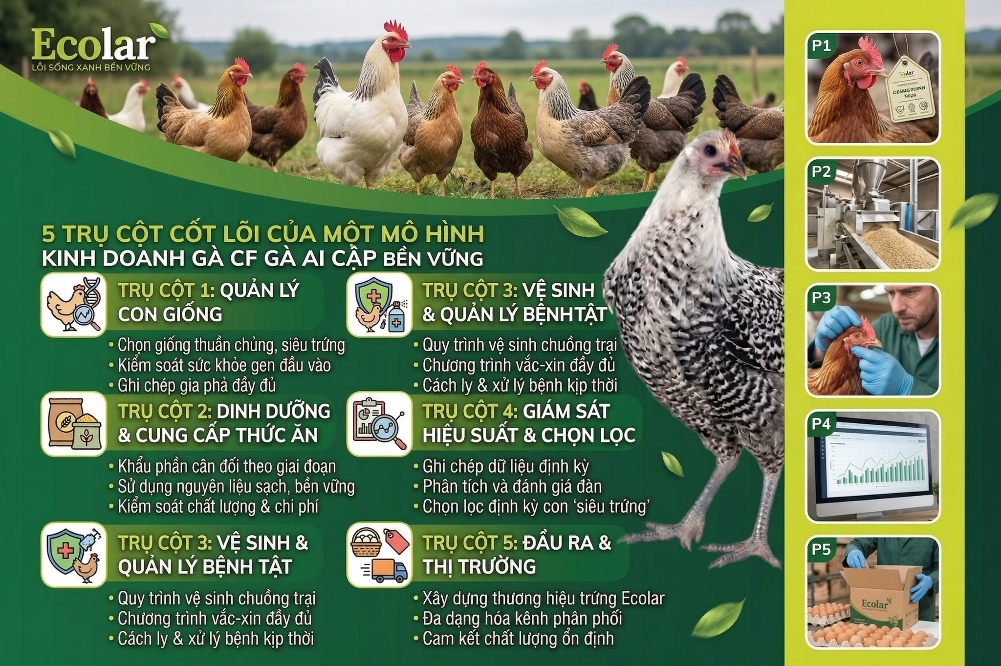 5 Trụ Cột Cốt Lõi Của Một Mô Hình Kinh Doanh Gà Ai Cập Bền Vững