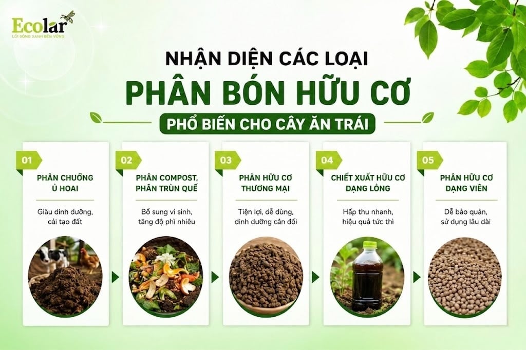 Nhận Diện Các Loại Phân Bón Hữu Cơ Phổ Biến Cho Cây Ăn Trái