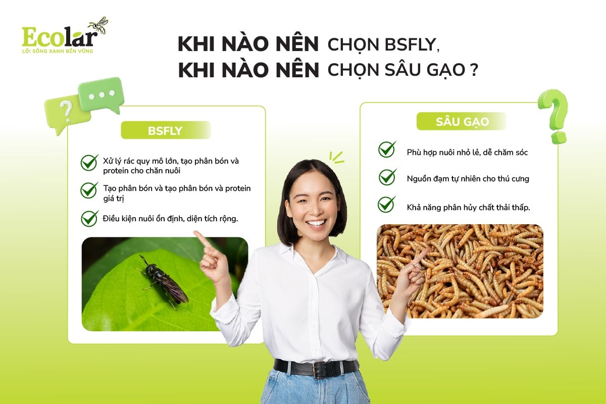 Khi nào nên chọn BSFly, khi nào nên chọn sâu gạo?
