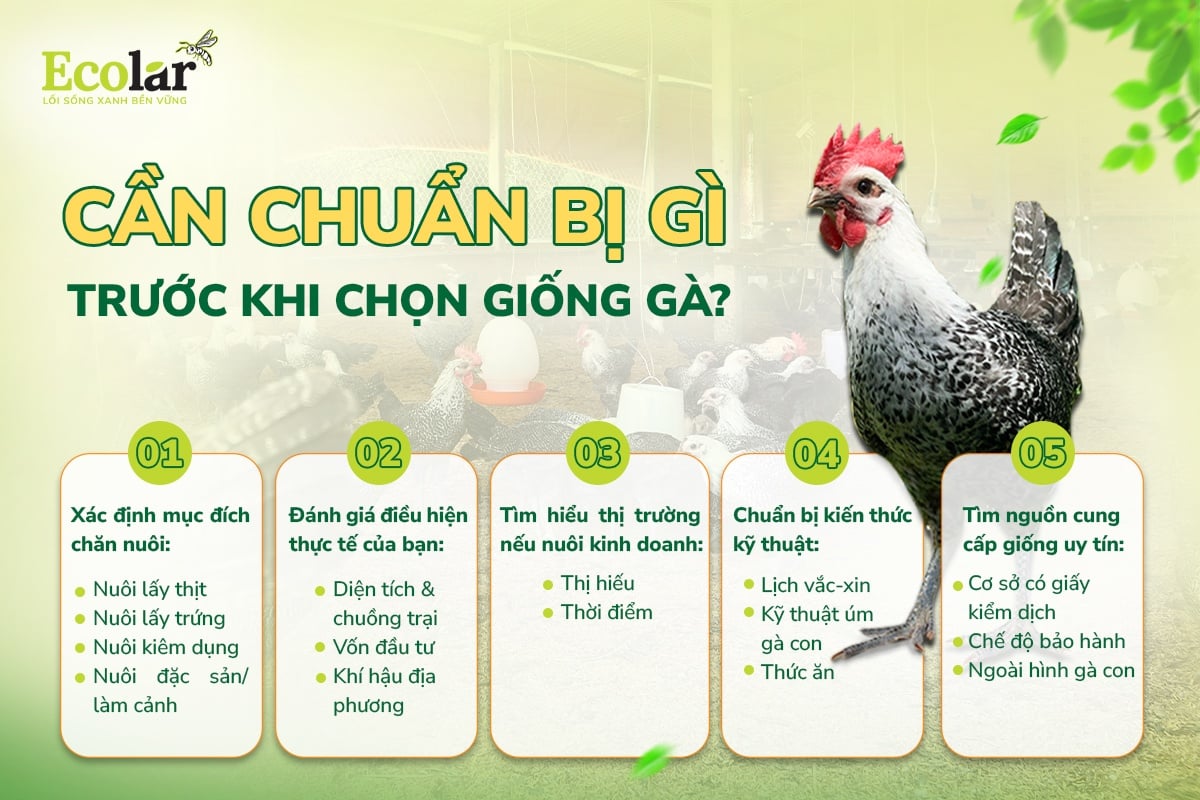 chuẩn bị mua gà ai cập