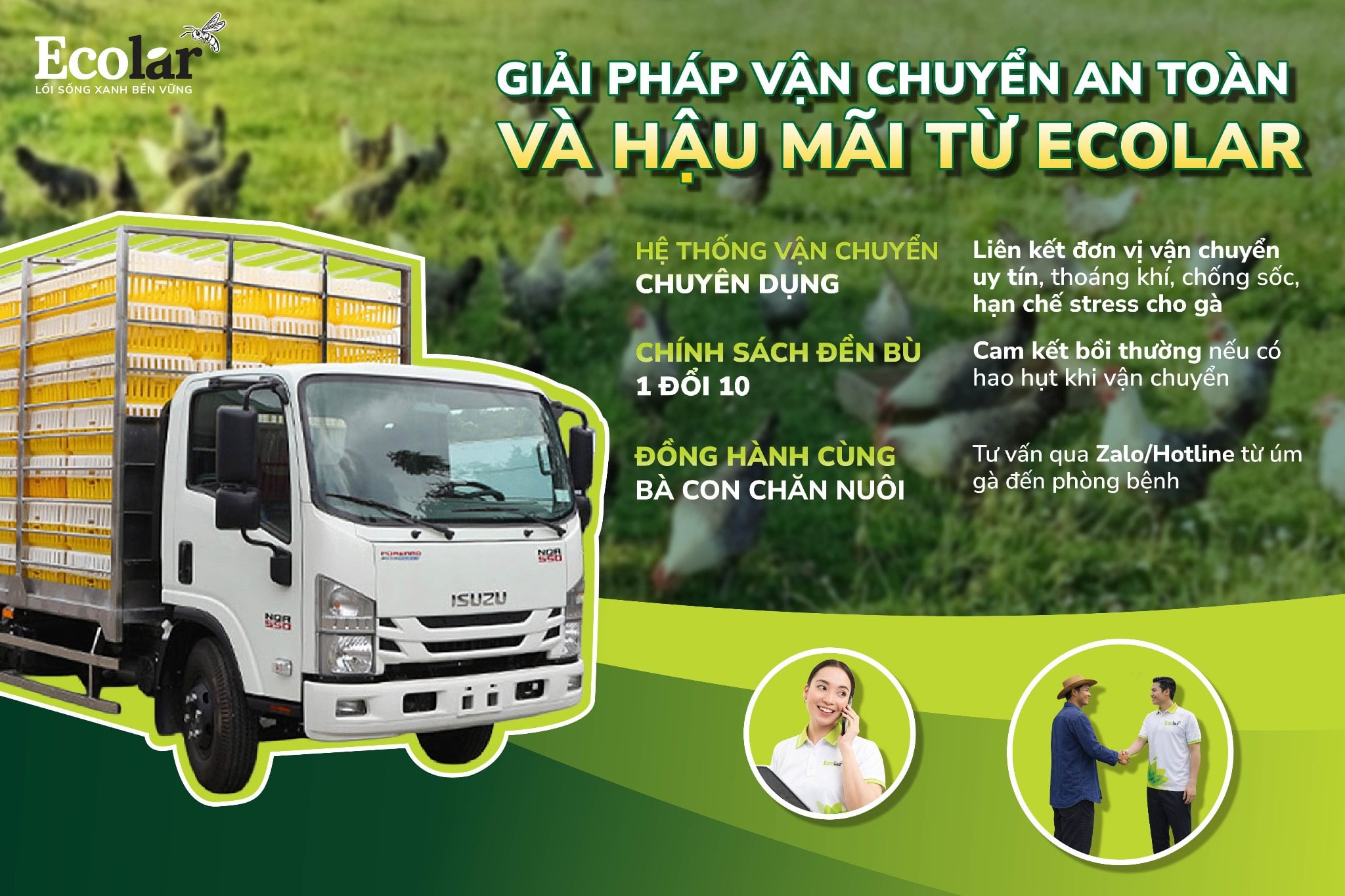 gà ai cập vằn siêu trứng ecolar