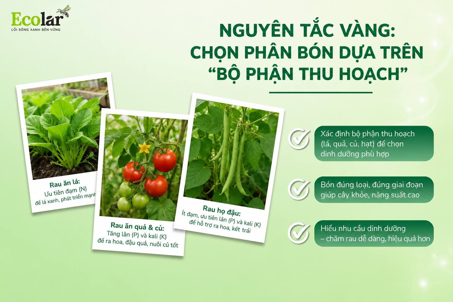Nguyên Tắc Vàng: Chọn Phân Bón Dựa Trên 