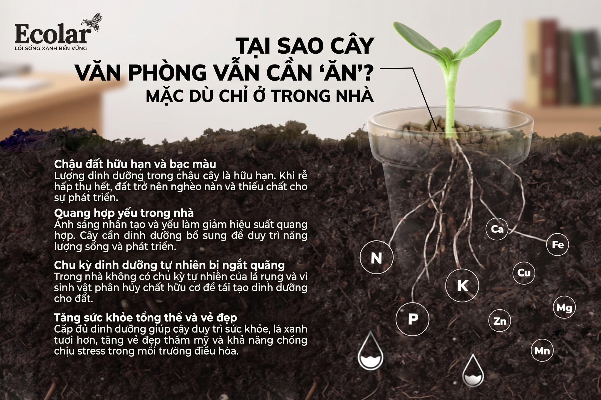 Tại Sao Cây Văn Phòng Vẫn Cần 'Ăn' Dù Chỉ Ở Trong Nhà?