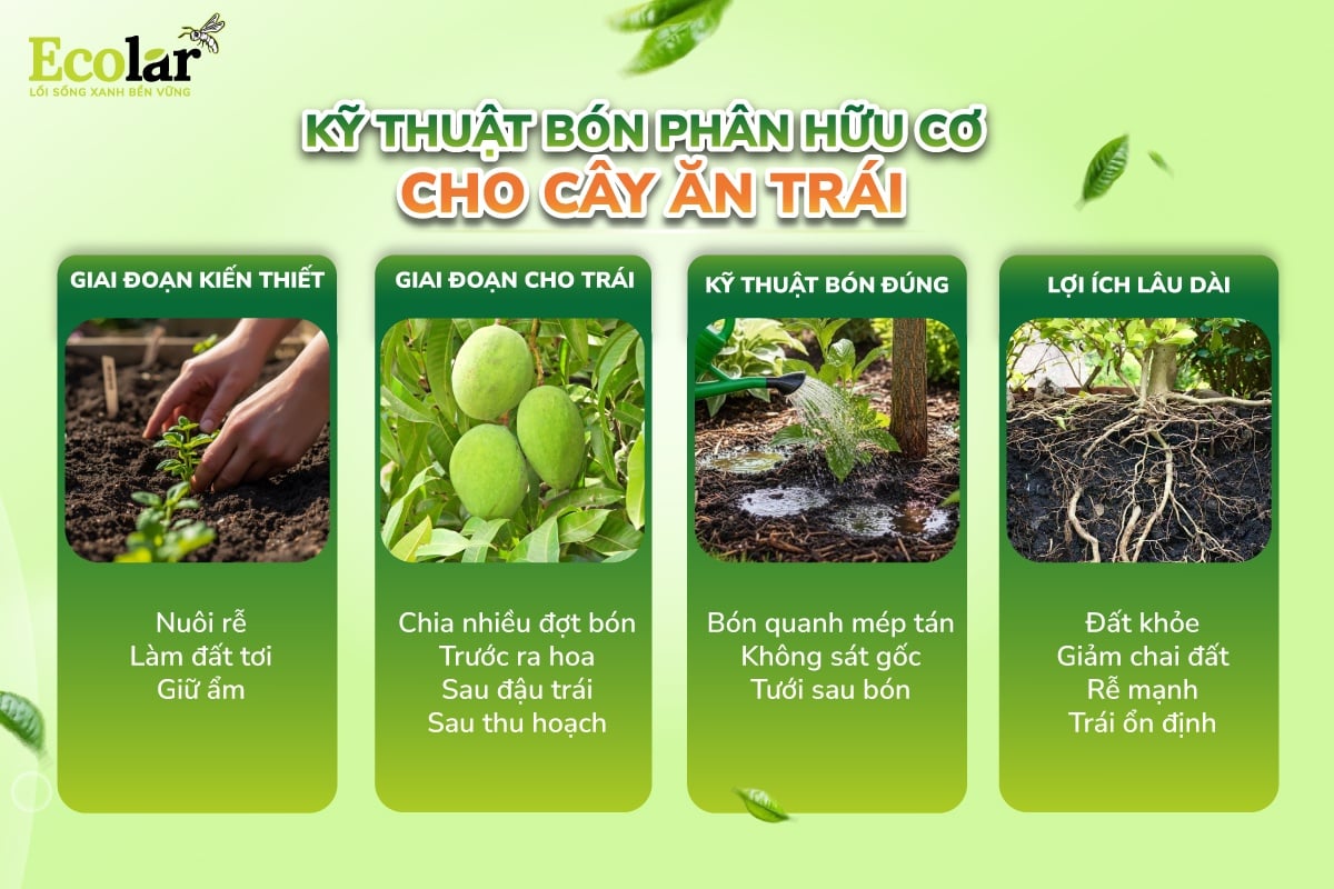 sử dụng phân bón hữu cơ cho cây ăn trái