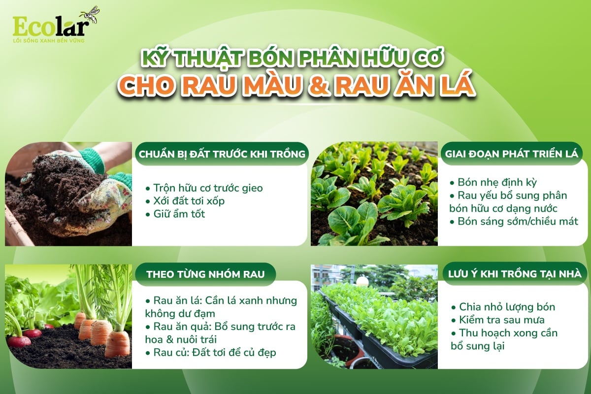 sử dụng phân bón hữu cơ cho rau ăn lá