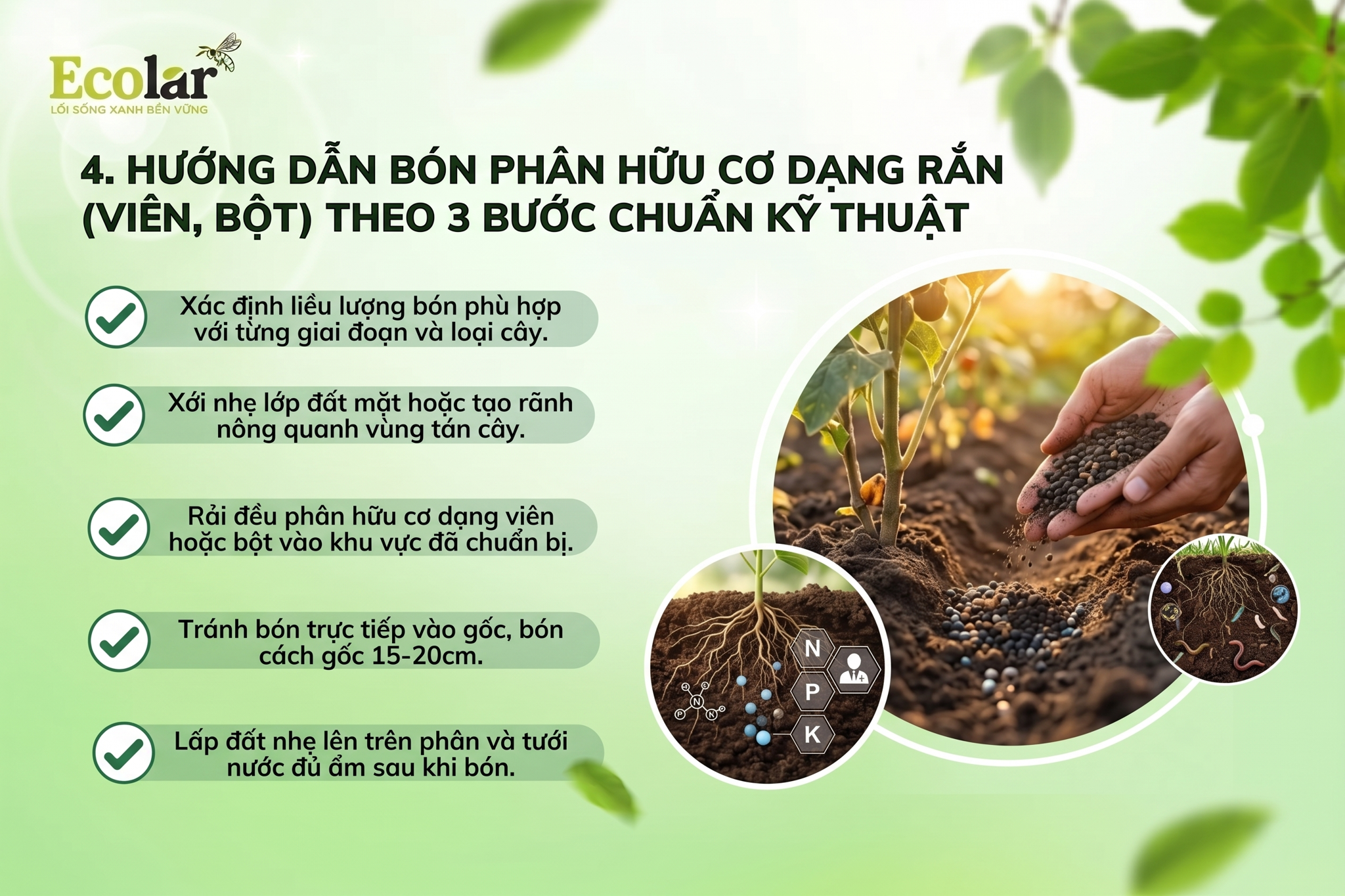 Hướng Dẫn Bón Phân Hữu Cơ Dạng Rắn (Viên, Bột) Theo 3 Bước Chuẩn Kỹ Thuật