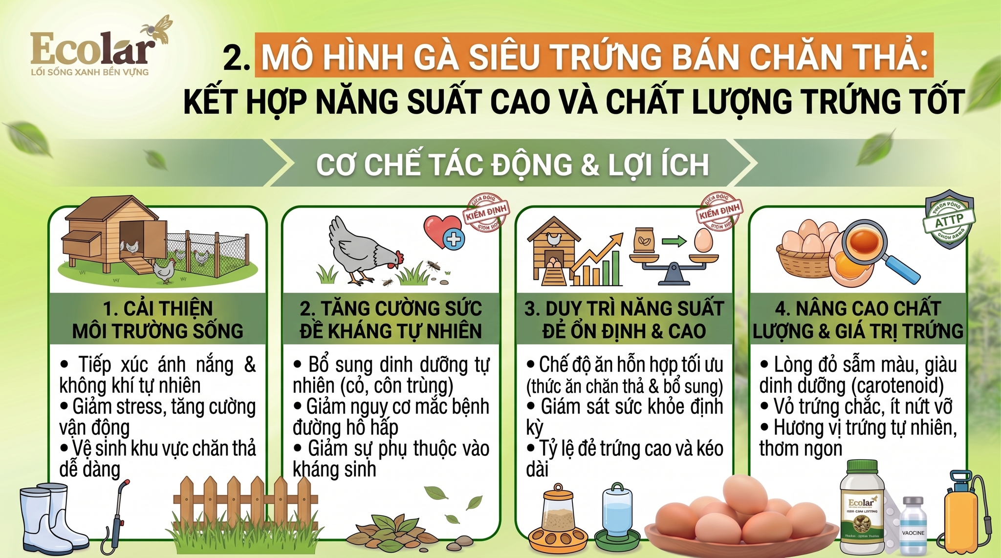 Kết Hợp Năng Suất Cao Và Chất Lượng Trứng Tốt