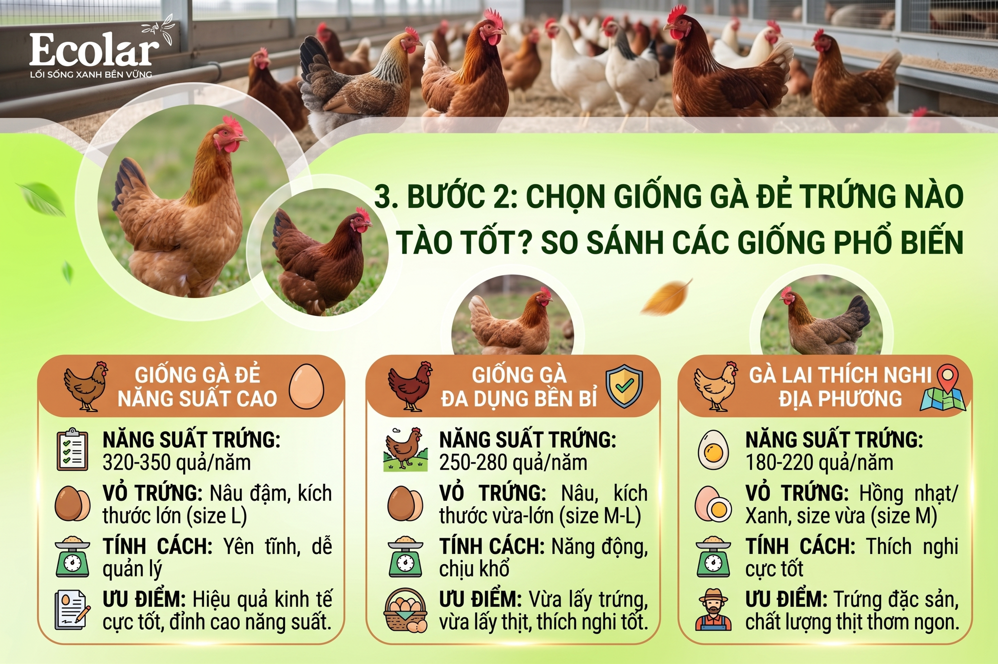 Chọn Giống Gà Đẻ Trứng Nào Tốt? So Sánh Các Giống Gà Phổ Biến