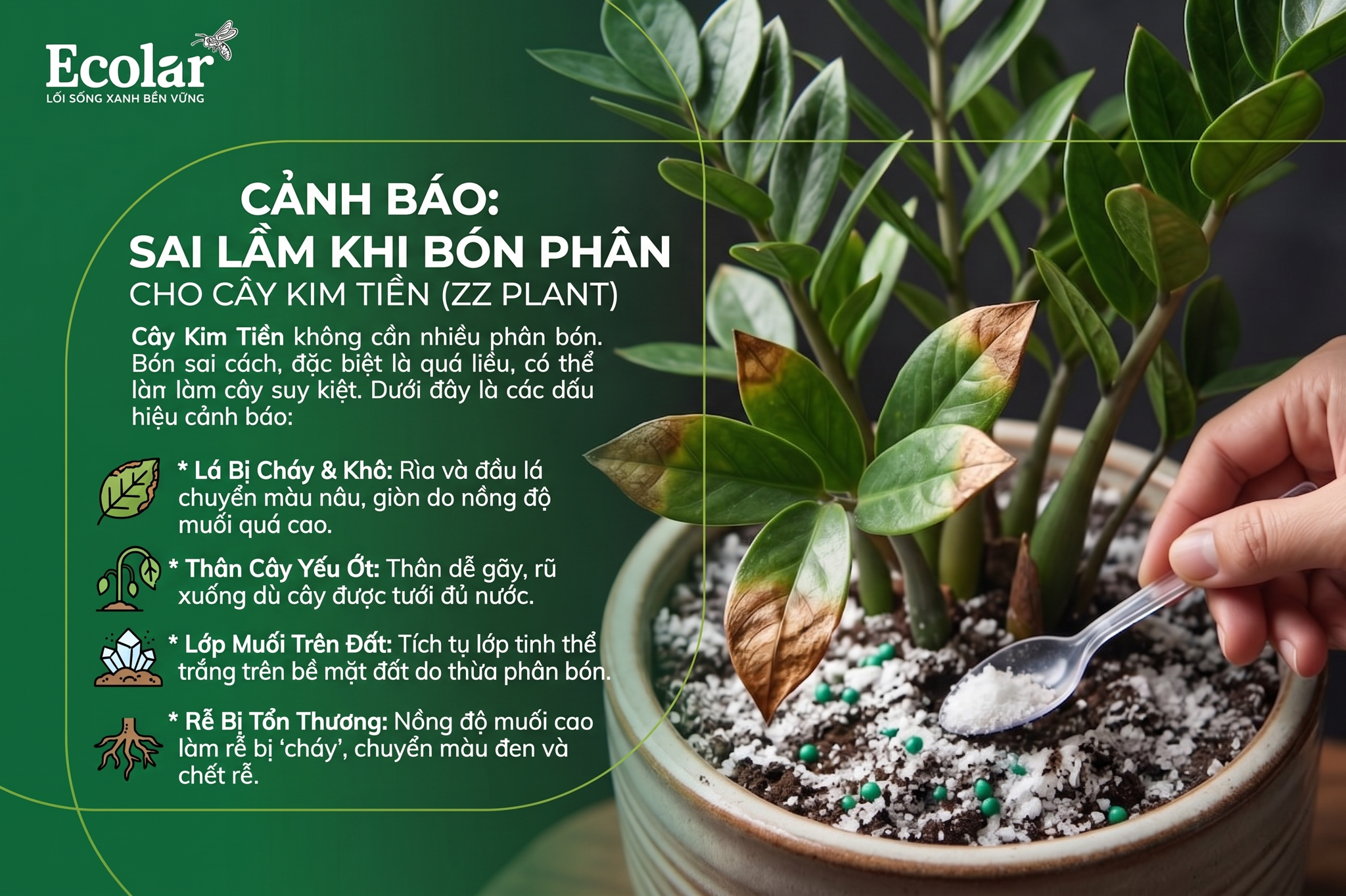 Cảnh Báo: Dấu Hiệu Bạn Đang Bón Phân Sai Cách Cho Cây Kim Tiền