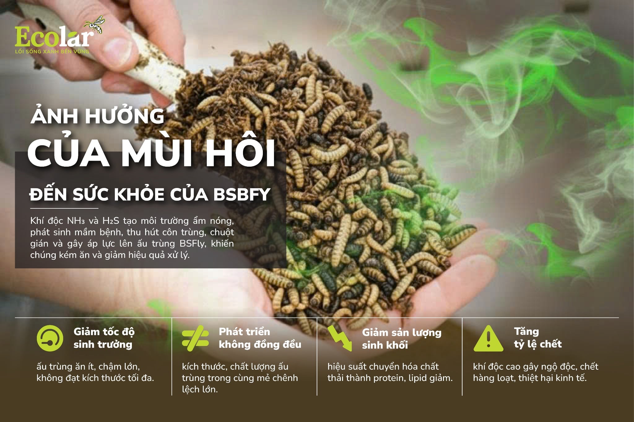 Ảnh hưởng của mùi hôi đến sức khỏe của BSFly