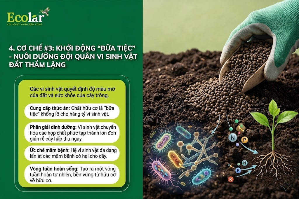 Cơ Chế #3: Khởi Động 'Bữa Tiệc' - Nuôi Dưỡng Đội Quân Vi Sinh Vật Đất Thầm Lặng