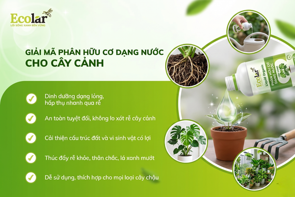Giải Mã Phân Hữu Cơ Dạng Nước: 'Bữa Ăn Lành Mạnh' Cho Cây Cảnh