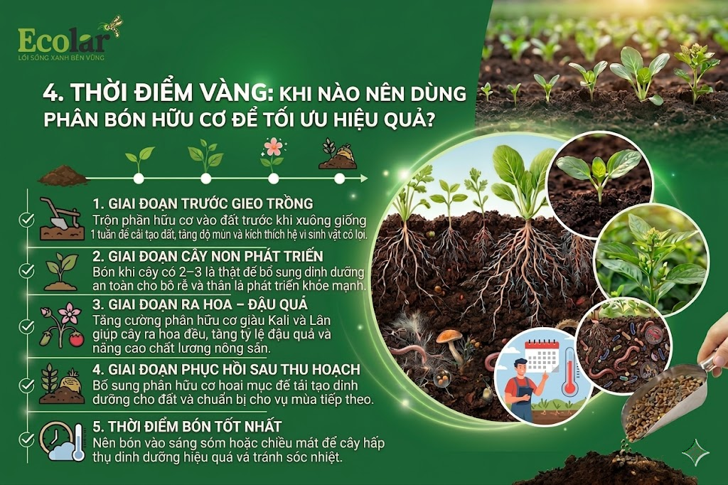 Thời Điểm Vàng: Khi Nào Nên Dùng Phân Bón Hữu Cơ Để Tối Ưu Hiệu Quả?