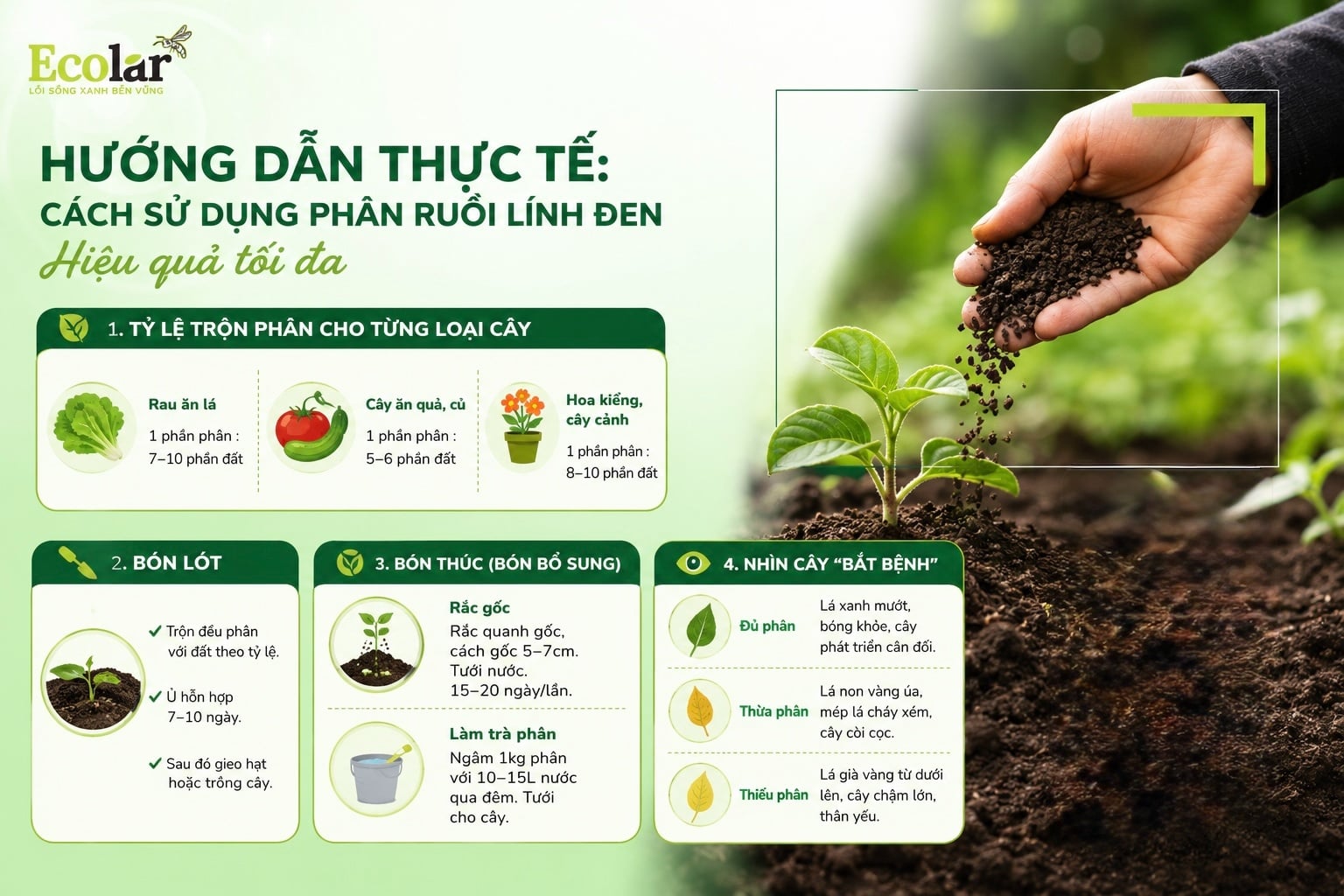Hướng Dẫn Thực Tế: Cách Sử Dụng Phân Ruồi Lính Đen Hiệu Quả Tối Đa