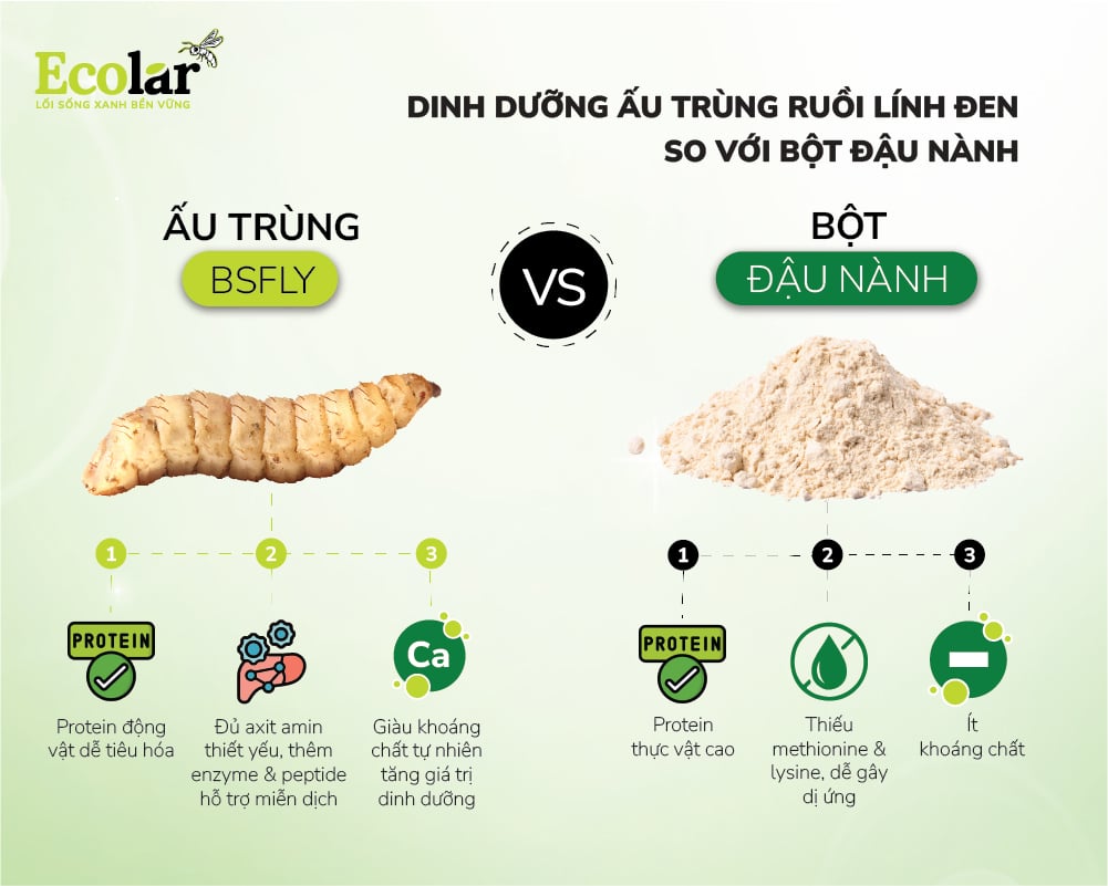 Dinh dưỡng ấu trùng ruồi lính đen so với bột đậu nành