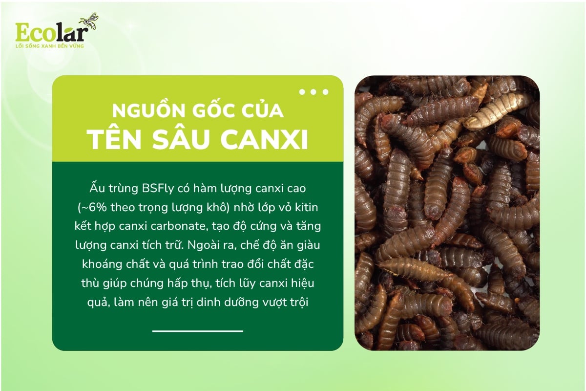 nguon-goc-cua-ten-goi-sau-canxi