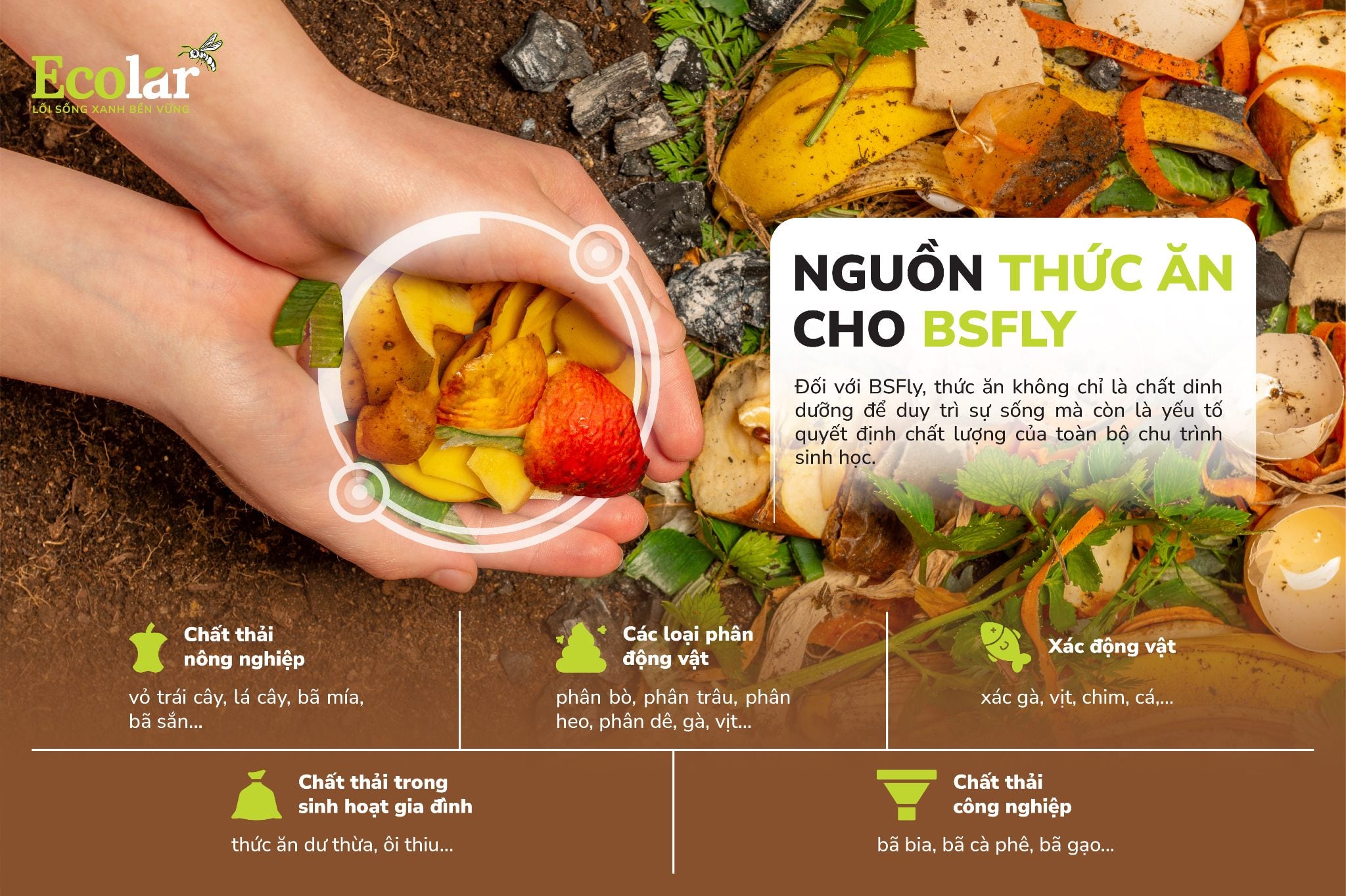 Nguồn thức ăn cho BSFly