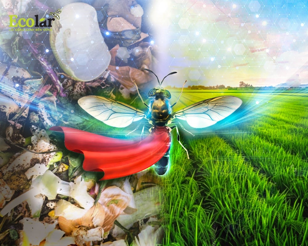 Vì sao ruồi lính đen được xem là “người hùng sinh thái”?