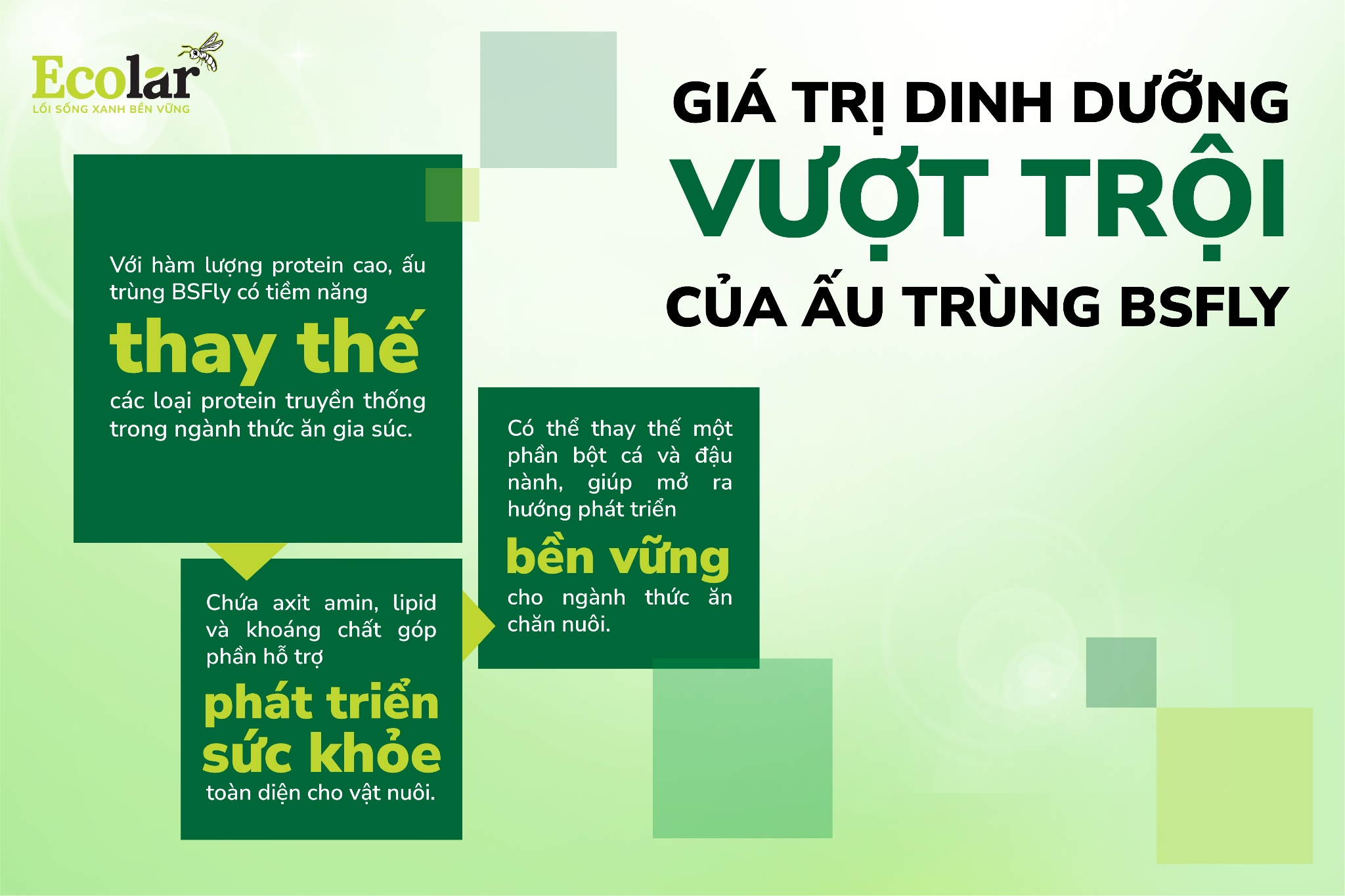 giá trị dinh dưỡng vượt trội của BSFly