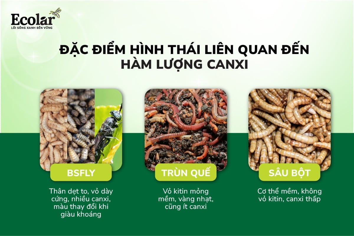 dac-diem-hinh-thai-lien-quan-den-ham-luong-canxi