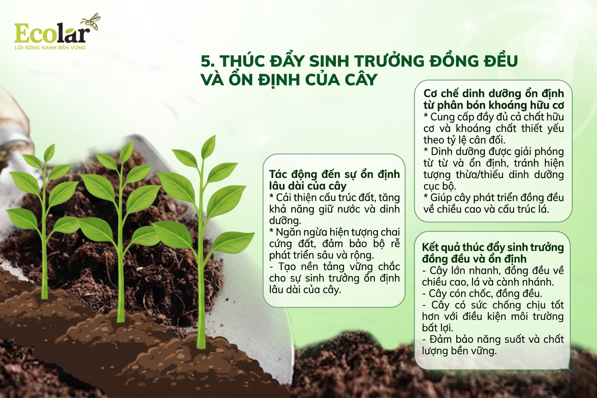 Thúc đẩy sinh trưởng đồng đều và ổn định của cây