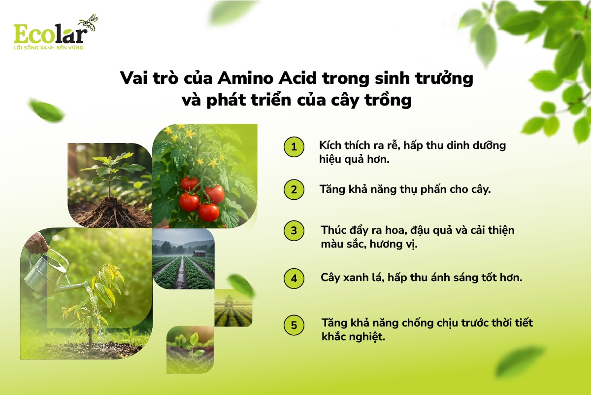 Vai trò của Amino Acid trong sinh trưởng và phát triển của cây trồng