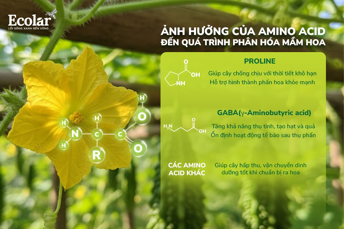 ảnh hưởng amino acid phân hóa mầm hoa