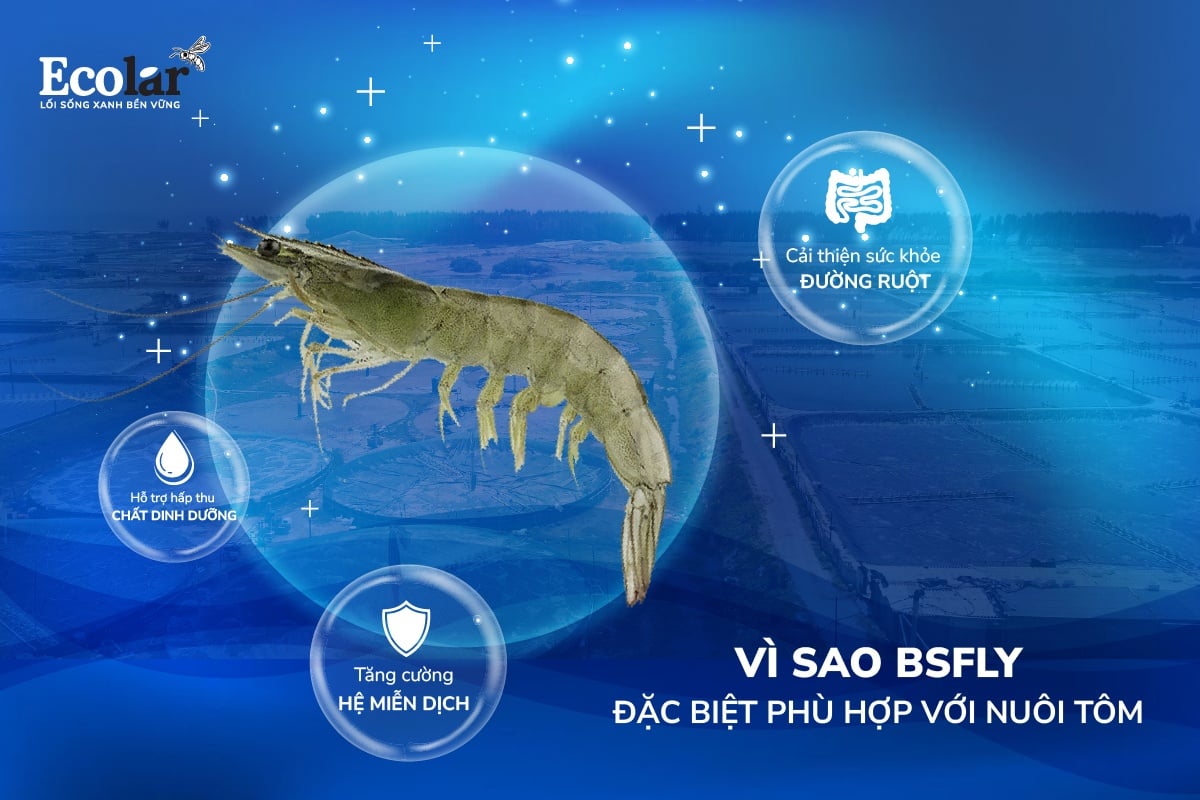 Vì sao BSFly đặc biệt phù hợp với nuôi tôm?