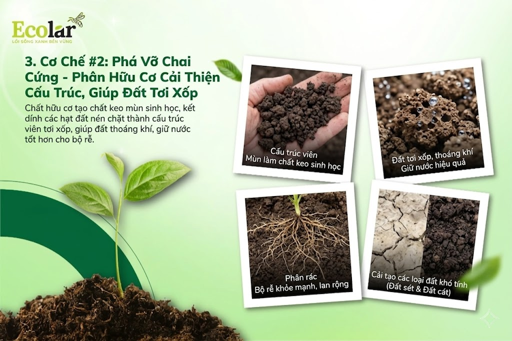 Cơ Chế #2: Phá Vỡ Chai Cứng - Phân Hữu Cơ Cải Thiện Cấu Trúc, Giúp Đất Tơi Xốp