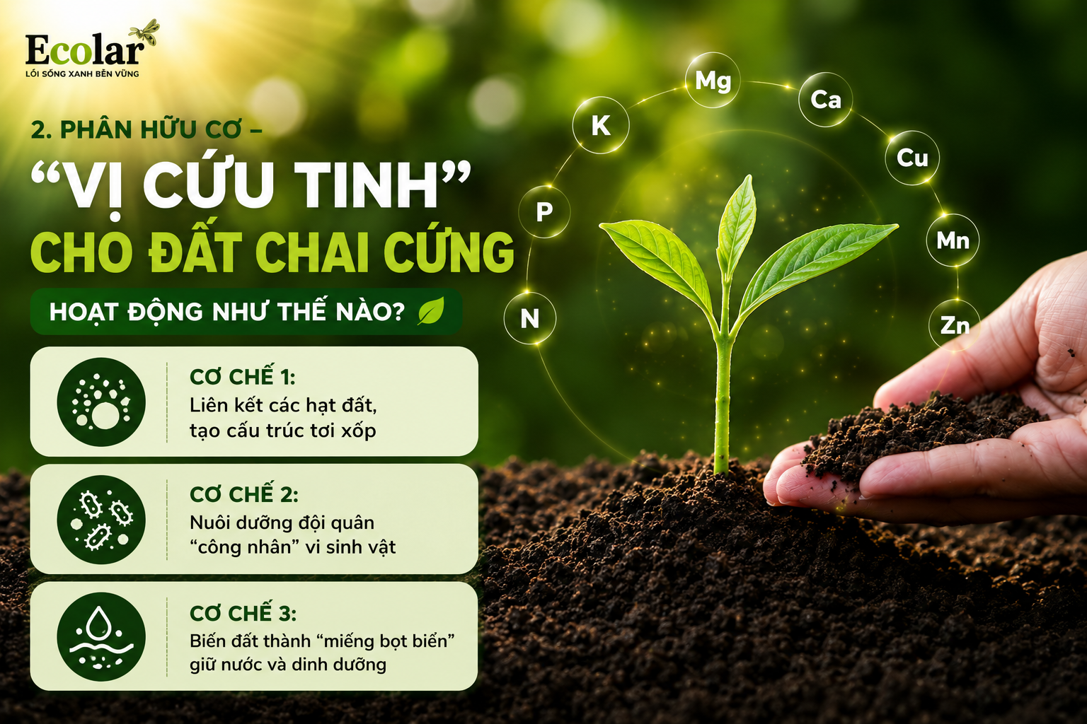 hân Hữu Cơ - 'Vị Cứu Tinh' Cho Đất Chai Cứng Hoạt Động Như Thế Nào?