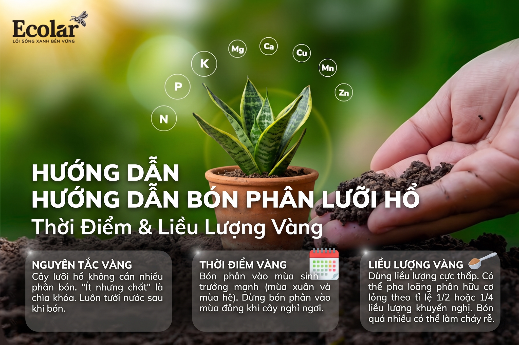 Hướng Dẫn Bón Phân Cho Lưỡi Hổ Đúng Cách: Thời Điểm & Liều Lượng Vàng