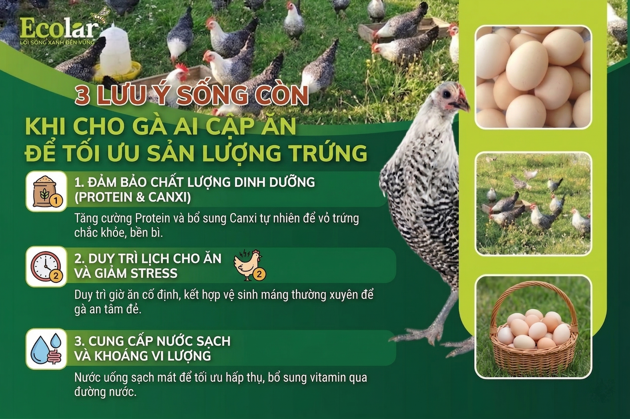 3 Lưu Ý Sống Còn Khi Cho Gà Ai Cập Ăn Để Tối Ưu Sản Lượng Trứng
