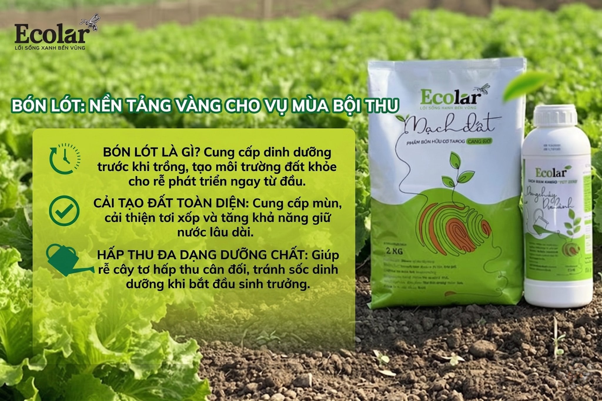 Bón Lót Là Gì và Tại Sao Nó Là Nền Tảng Vàng Cho Vụ Mùa Bội Thu?