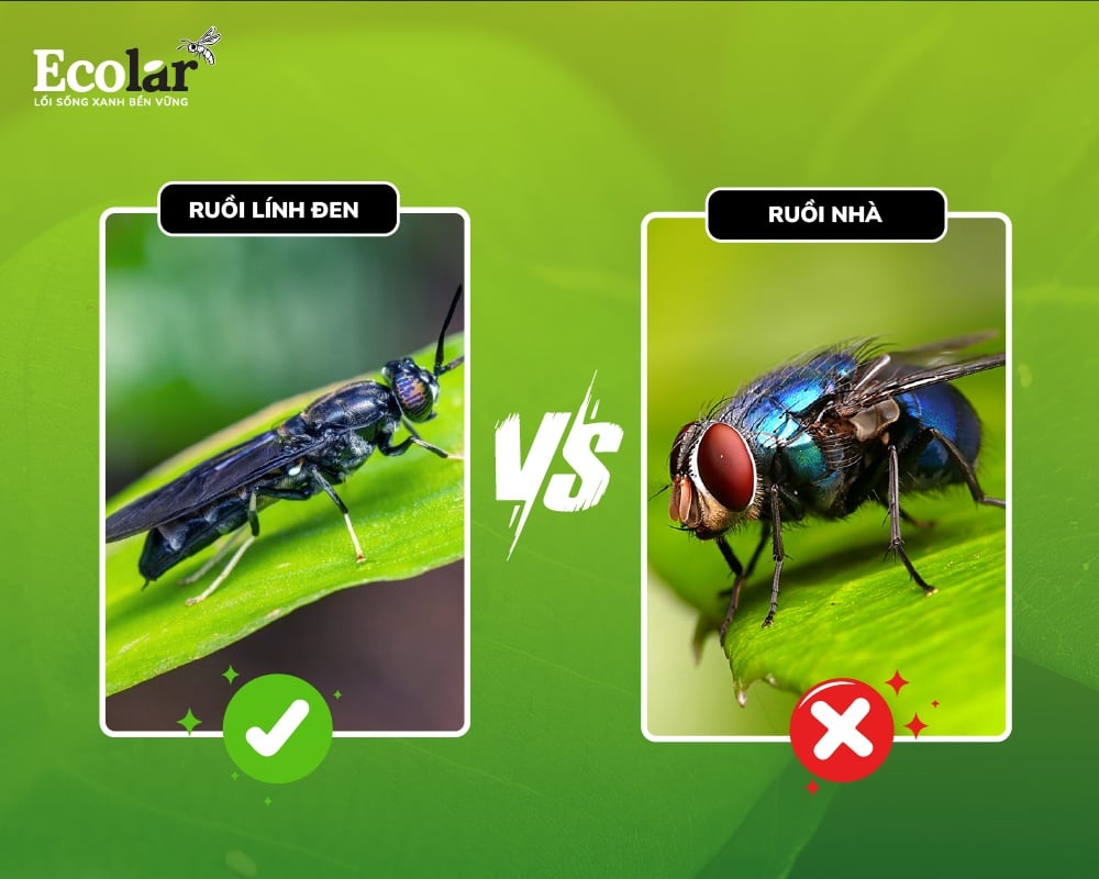 So sánh BSFly và ruồi nhà