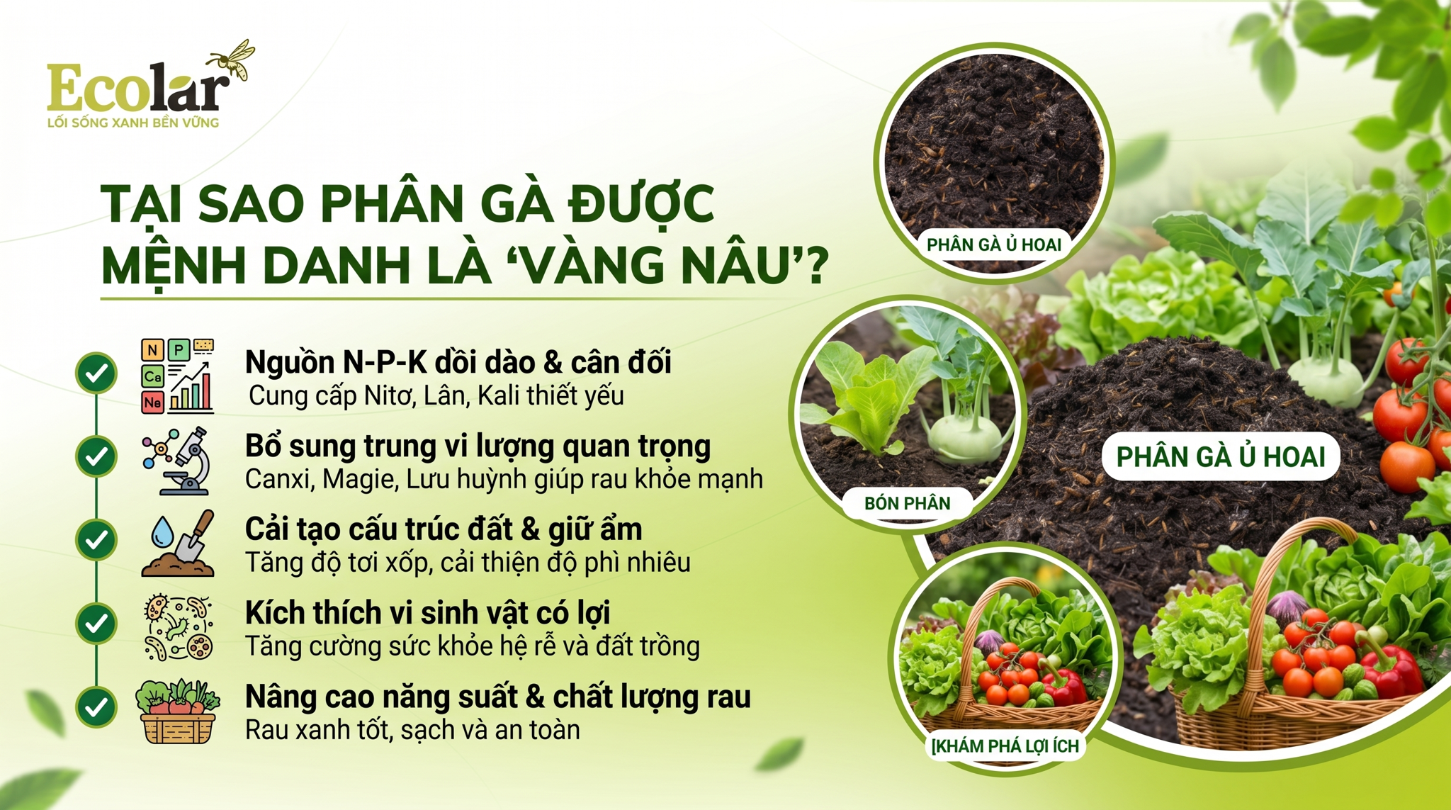 Tại Sao Phân Gà Lại Được Mệnh Danh Là 'Vàng Nâu' Cho Vườn Rau?