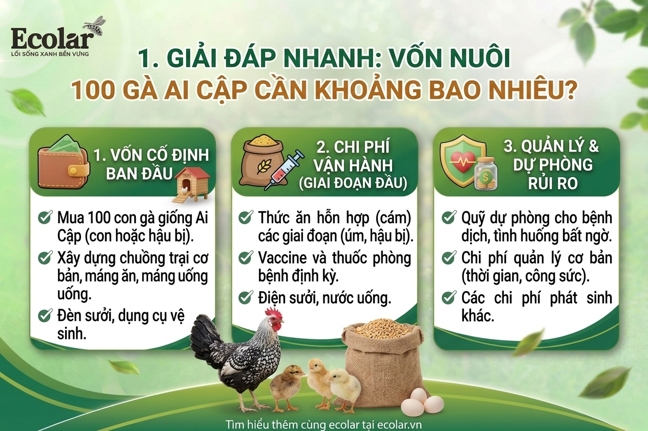 Vốn Nuôi 100 Gà Ai Cập Cần Khoảng Bao Nhiêu?