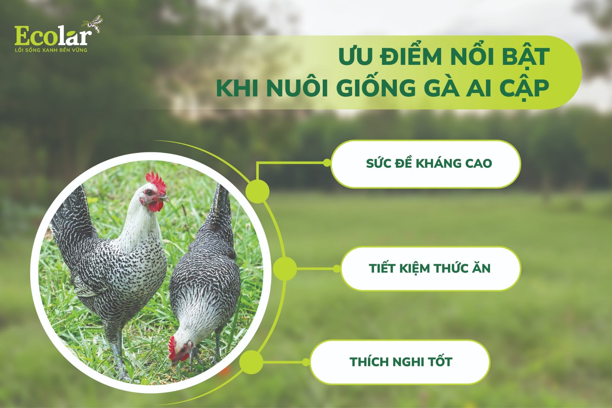 ưu điểm gà ai cập vằn