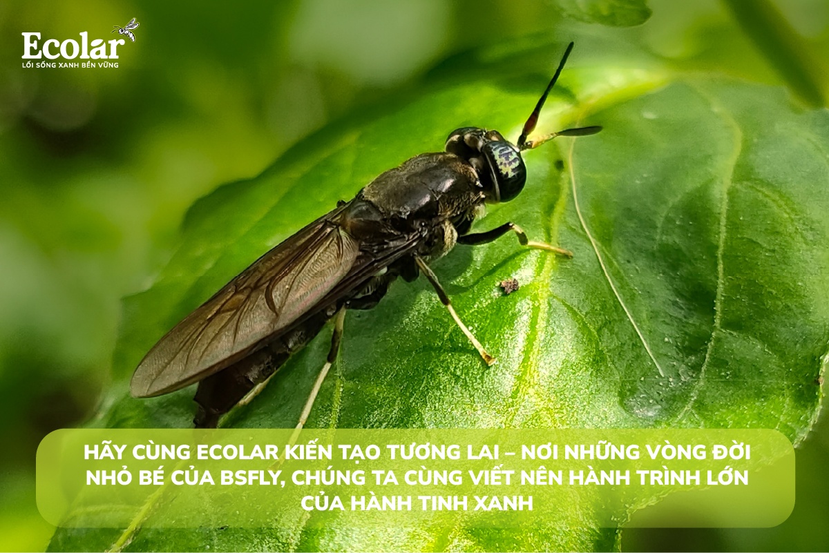 loi-ket-cung-ecolar-kien-tao-tuong-lai