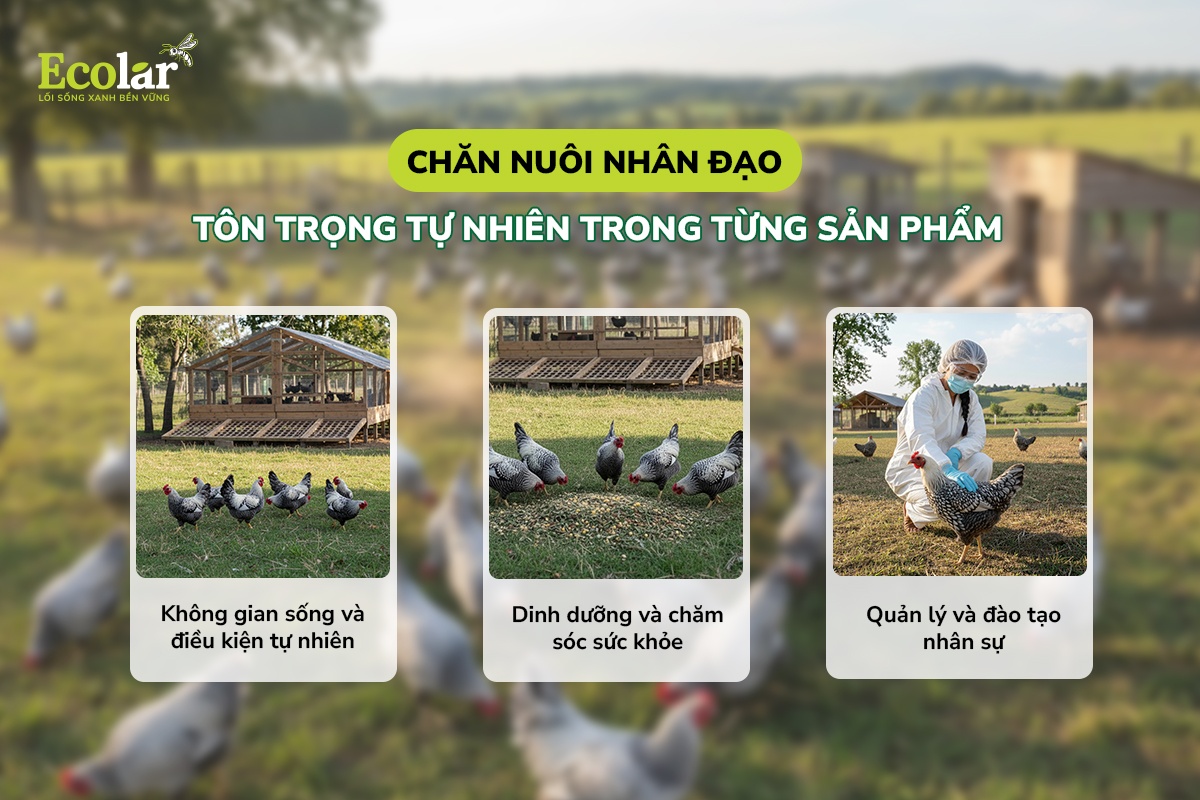 mô hình chăn nuôi nhân đạo