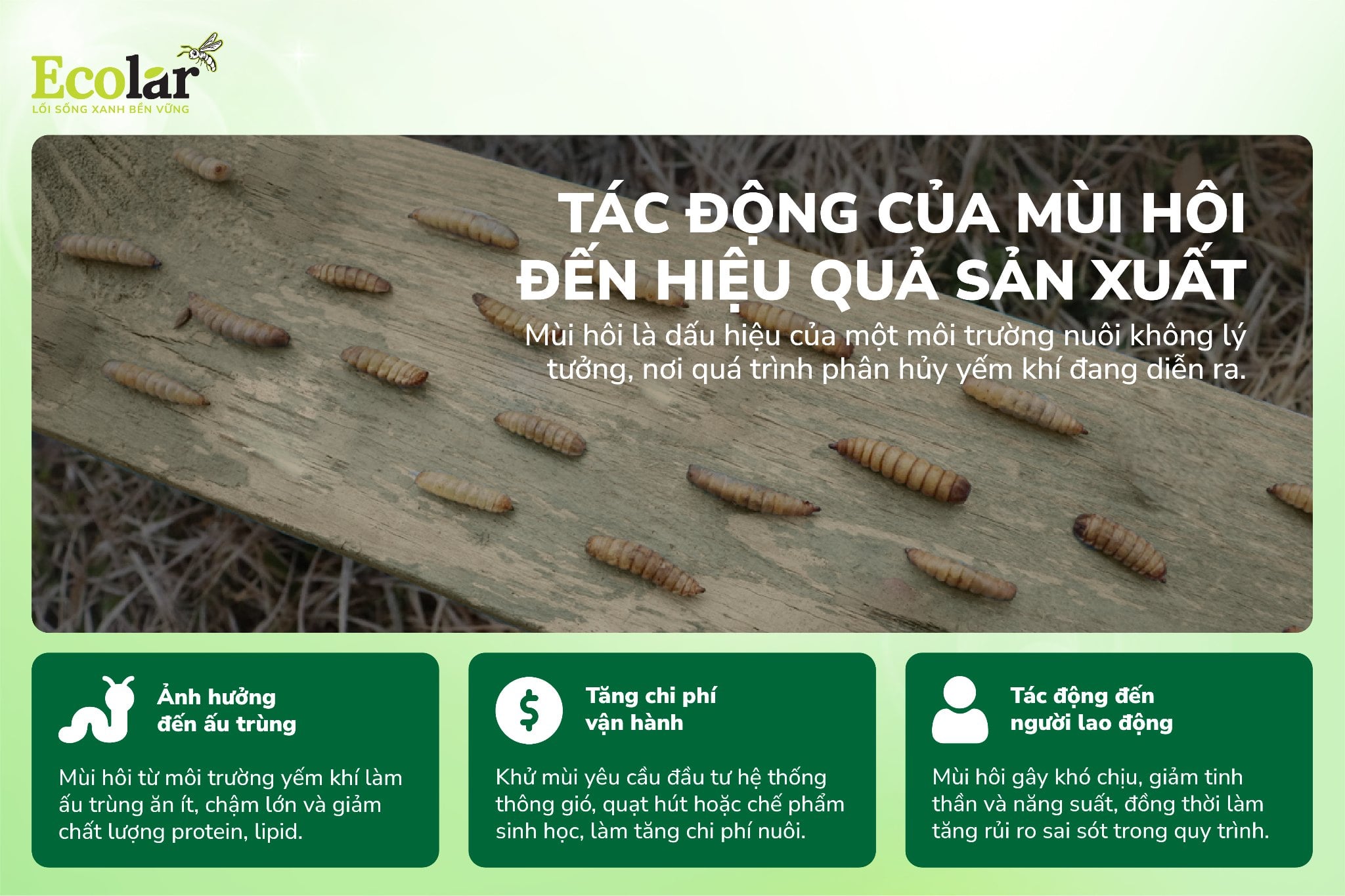 Tác động của mùi hôi đến hiệu quả sản xuất