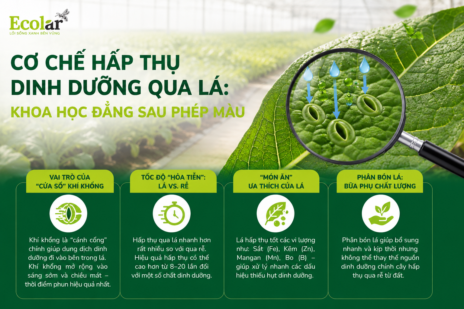 Cơ Chế Hấp Thụ Dinh Dưỡng Qua Lá: Khoa Học Đằng Sau Phép Màu