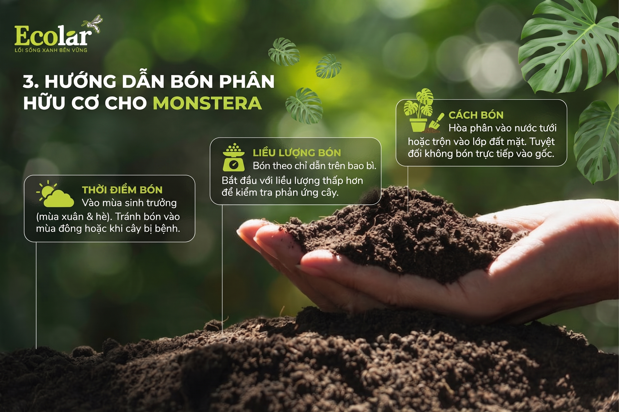 Hướng Dẫn Bón Phân Hữu Cơ Cho Monstera: Thời Điểm, Liều Lượng & Cách Bón