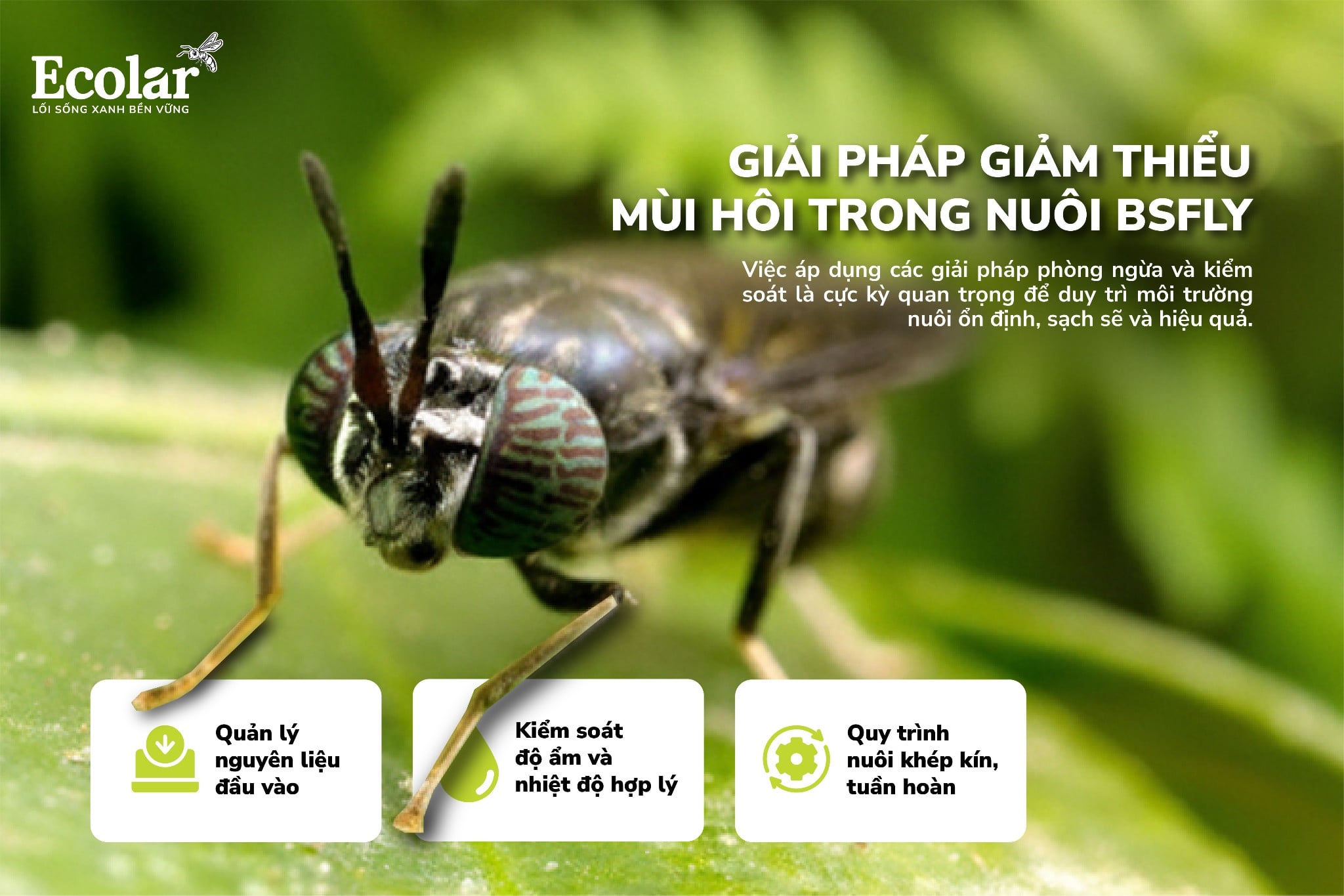 Giải pháp giảm thiểu mùi hôi trong nuôi BSFly