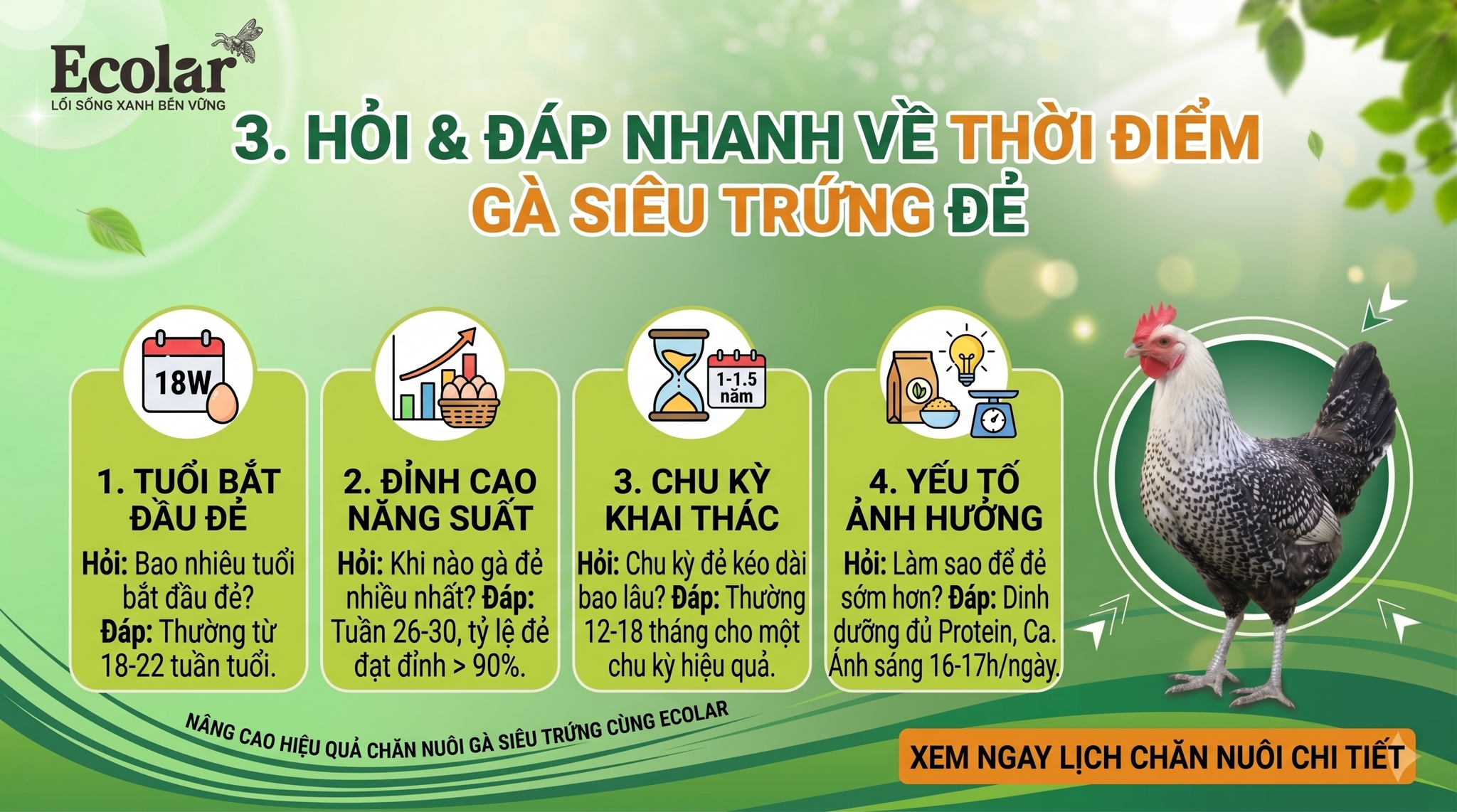 Hỏi & Đáp Nhanh Về Thời Điểm Gà Siêu Trứng Đẻ