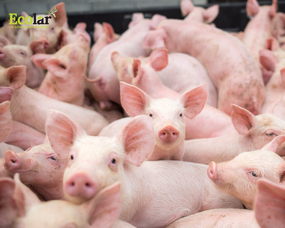 Peptide kháng khuẩn và enzyme