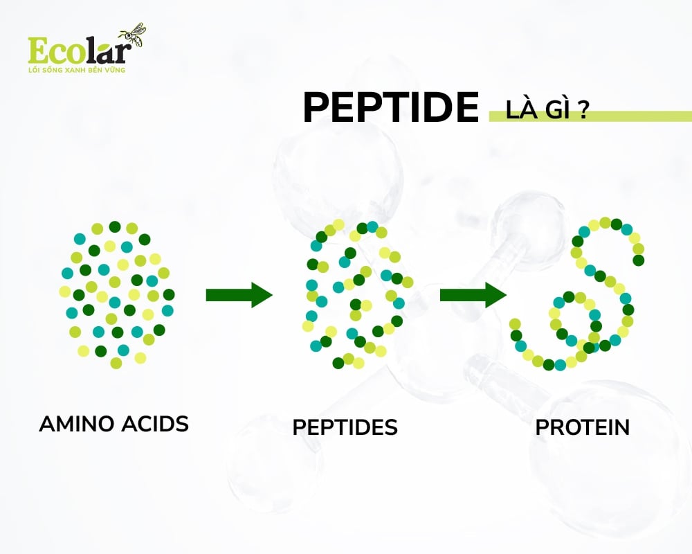 Peptide là gì?