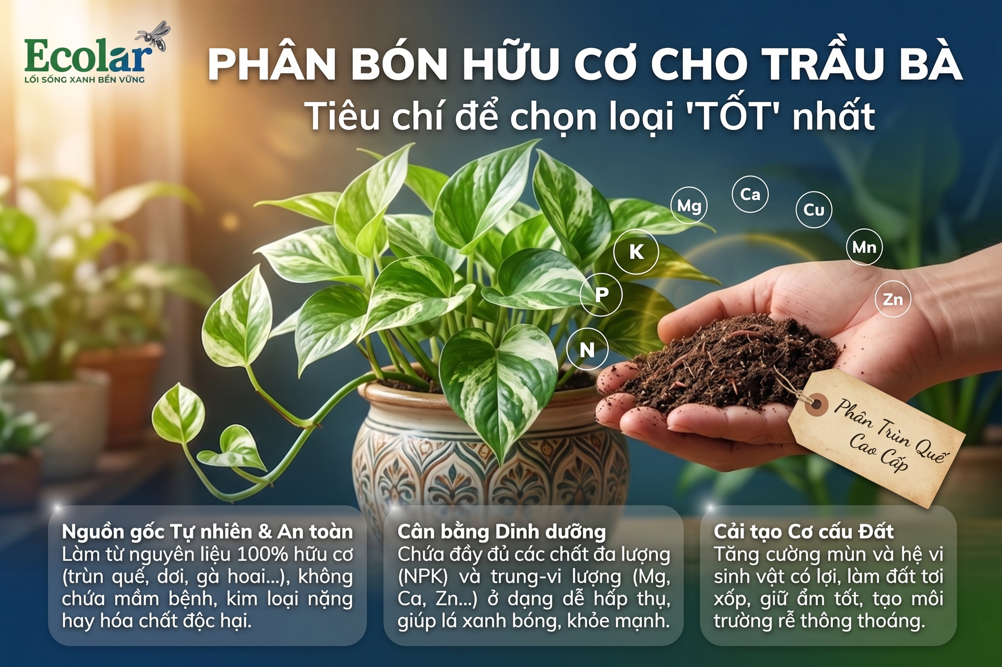 Tiêu Chí Đánh Giá Phân Bón Hữu Cơ 'Tốt' Cho Trầu Bà Là Gì?