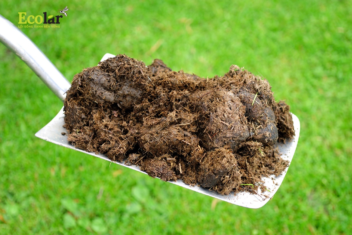Phân chuồng – Giải pháp truyền thống lâu đời