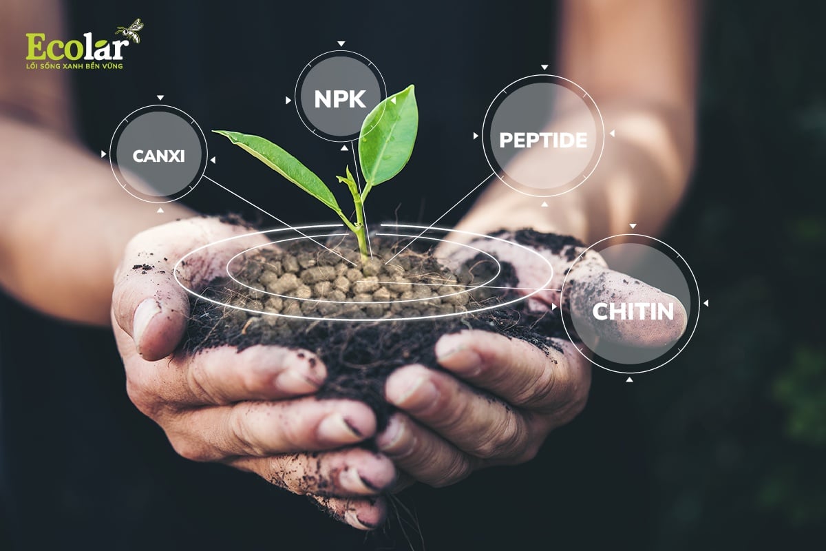 Ấu Trùng Ruồi Lính Đen Sản Xuất Phân Bón Hữu Cơ Cao Cấp