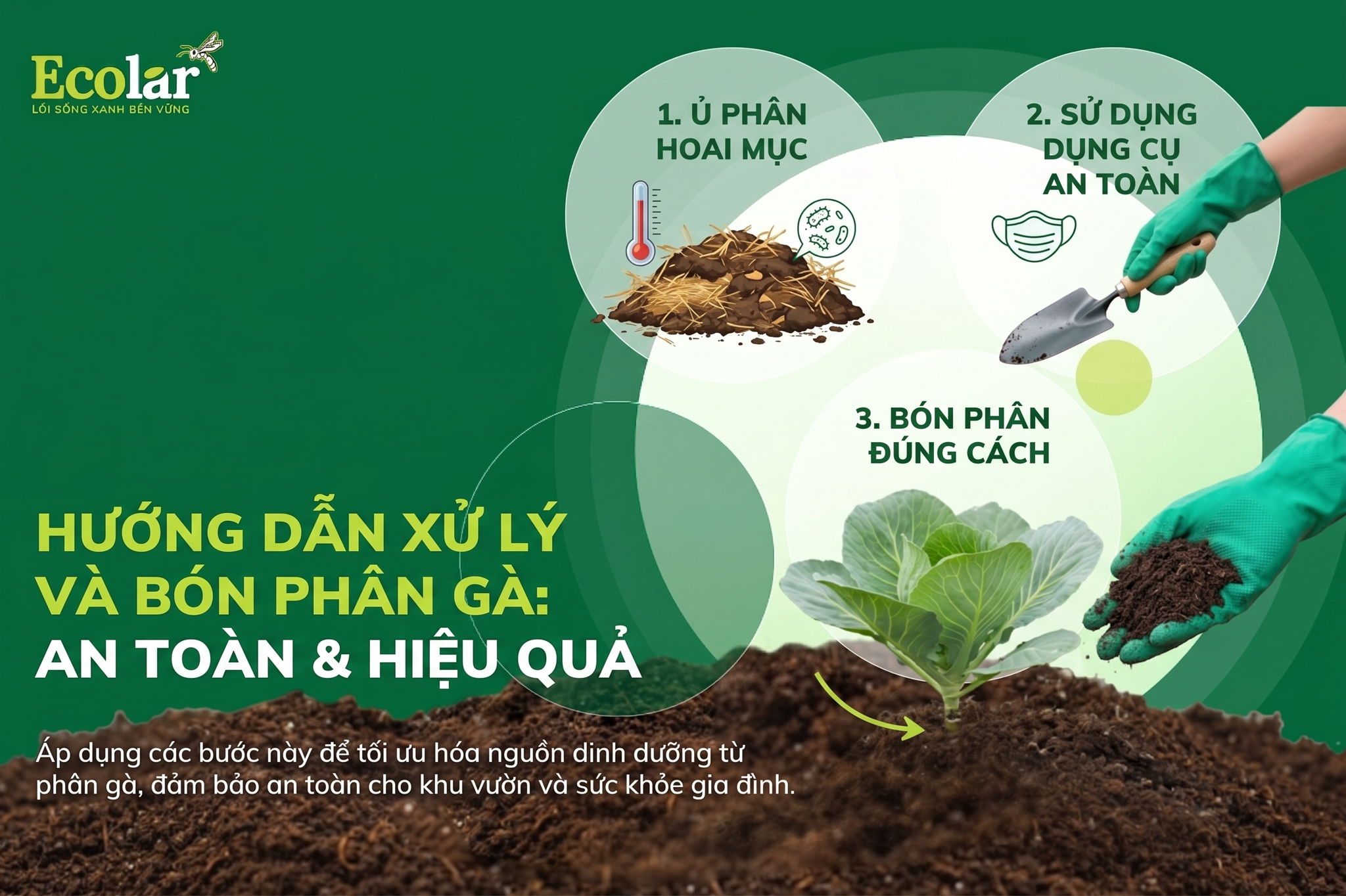 Hướng Dẫn Xử Lý và Bón Phân Gà An Toàn, Hiệu Quả Cho Vườn Rau